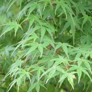 Può includere: Primo piano di un acero giapponese verde con foglie delicate a cinque punte. Le foglie sono disposte a grappoli e hanno un bordo leggermente seghettato.