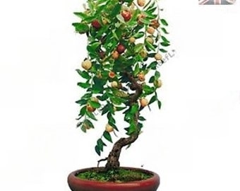 Árbol frutal bonsái de dátiles, azufaifo, ziziphus, jujuba – 10 semillas viables