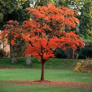 Può includere: Un singolo albero con foglie di un arancio brillante in un campo di erba verde. L'albero è al centro dell'immagine ed è circondato da erba verde e alcune foglie cadute.