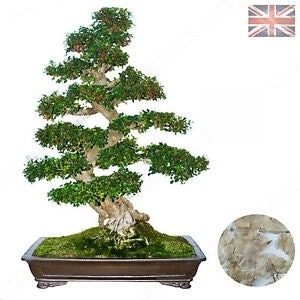 small bonsai pots Low Profile Bonsai Pot