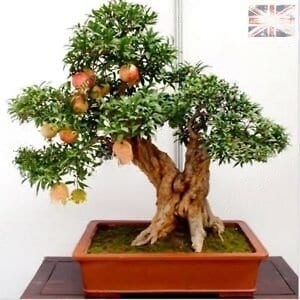 May include: A bonsai tree with a gnarled, brown trunk and vibrant green leaves. Several small, reddish-orange fruits are visible. The tree is potted in a rectangular, terracotta-coloured container. The background is plain, with a glimpse of a wooden surface.