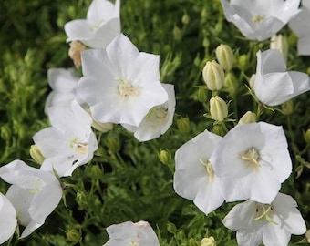Campanula carpatica Witte klokjesbloem 250 zaden