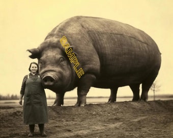 1949 Huge Animal Pig in History Vintage Reprint Photo