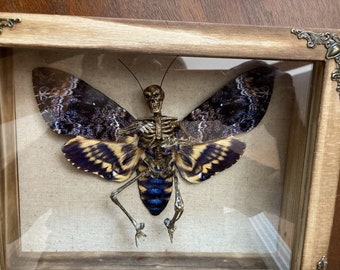 Death's Head Hawk Moth -Mummified Skeleton Bat 3D Mixed Media Art in Display Bog