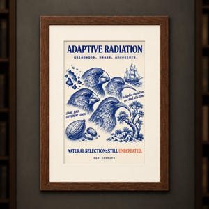 May include: A framed print titled ADAPTIVE RADIATION featuring blue ink illustrations of four birds with varying beak shapes, a sailing ship, a tree, and seeds. Text includes galápagos, beaks, ancestors, and NATURAL SELECTION: STILL UNDEFEATED.
