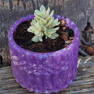 Crassula rogersii variegata