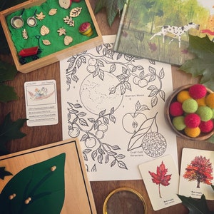 May include: A set of educational toys for children featuring a wooden tray with a green sand base and various wooden pieces, including leaves, apples, and a red wagon. There is also a black and white coloring page with a tree and apples, a magnifying glass, and two cards with red maple leaves.
