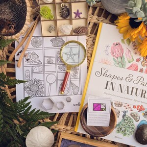 Math in Nature, Snails and Fibonacci Unit Study