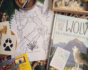 Puede incluir: Un libro titulado "Bringing Back the Wolf: How a Predator Restored an Ecosystem" con una ilustración de lobo en la portada. El libro está abierto en una página con un dibujo de un lobo y texto sobre Sergei Prokofiev. La imagen también incluye una caja de madera con animales de juguete, una página para colorear con un diagrama de cadena alimentaria y un libro titulado "Peter and the Wolf: Stories in Music".