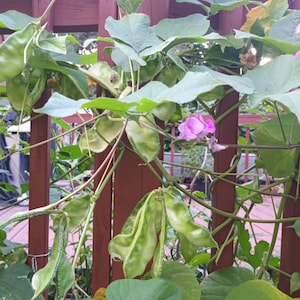 Asian Green Bean Seeds (Curved) | FREE SHIPPING