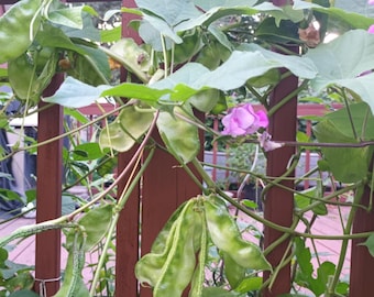 May include: A close-up of a green bean plant growing up a wooden fence. The beans are long and flat, and the plant has many leaves. There are also some pink flowers on the plant.