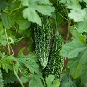May include: Close-up of bitter melon plants with green, textured fruit and vibrant green leaves. The fruit has a bumpy surface and is hanging from the vine. The image showcases the natural growth of the plant.