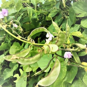 Può includere: Primo piano di una pianta di fagiolini con diversi baccelli lunghi e piatti. I baccelli sono verdi con un bordo verde più scuro. Ci sono anche diversi fiori rosa sulla pianta.