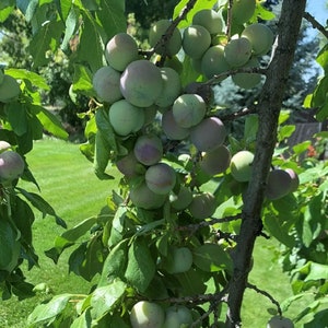 Śliwa Purpurowa, Śliwa Damson, Niebieskie Fioletowe Owoce, Europejska Odmiana, Roślina Z Gołym Korzeniem, Kolor Indygo, Owoce Pestkowe, Zdrowy Silny Start