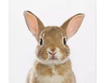 Baby Bunny Canvas Print: Fine Art Photography, Children's Room Decor