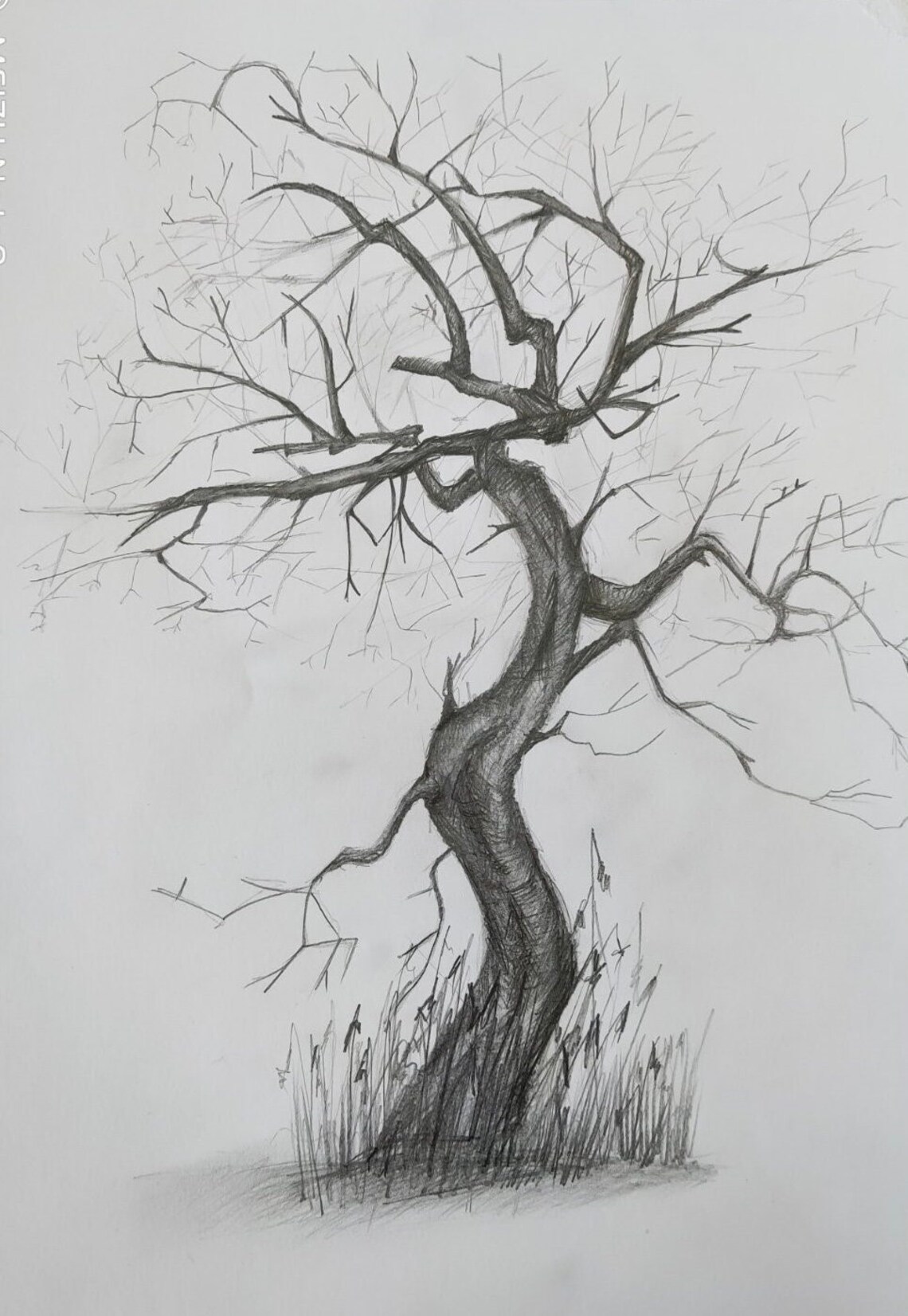 Fine Art Tree Pencil Drawing, Handmade Original Sketch, Realistic ...