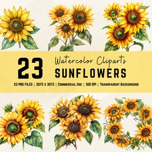 Zonnebloemen clipartbundel aquarel PNG-afbeeldingen digitale download zonnebloemen afdrukbare muur kunst botanische kaart maken scrapbooking-afbeeldingen