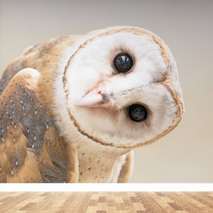 Owl Wall Paper, Modern Wall Decor, Decor For Wall, Gift Wallpaper, Animal Wall Poster, Owl Wall Art, Wall Decoration, 3D Wall Mural,