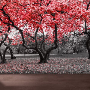 Wallpaper, Trees With Red Flowers Mural, View Wall Art, Removable Wall Decor, Vinyl Wallpaper, Red Wall Mural, Paper Wall Art Wall Poster,