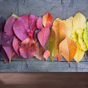 Autumn Colorful Leaves Wallpaper, Wallpaper Mural, 3D Wall Decor, Landscape Mural, Leaf Wallpaper, Paper Wall Art, Colorful Wall Paper,