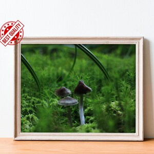 Printable Photo/Digital Print/Mushrooms in the woods/Digital Art/Nature/Forest/Photography/Print