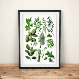 Herb poster for the kitchen, kitchen poster, kitchen wall decor, kitchen decoration, kitchen decor, poster herbs, herb mural, wall decoration kitchen, green