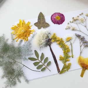 Fleurs pressées, fleurs séchées mélangées, art floral, fabrication de résine, fournitures d'artisanat
