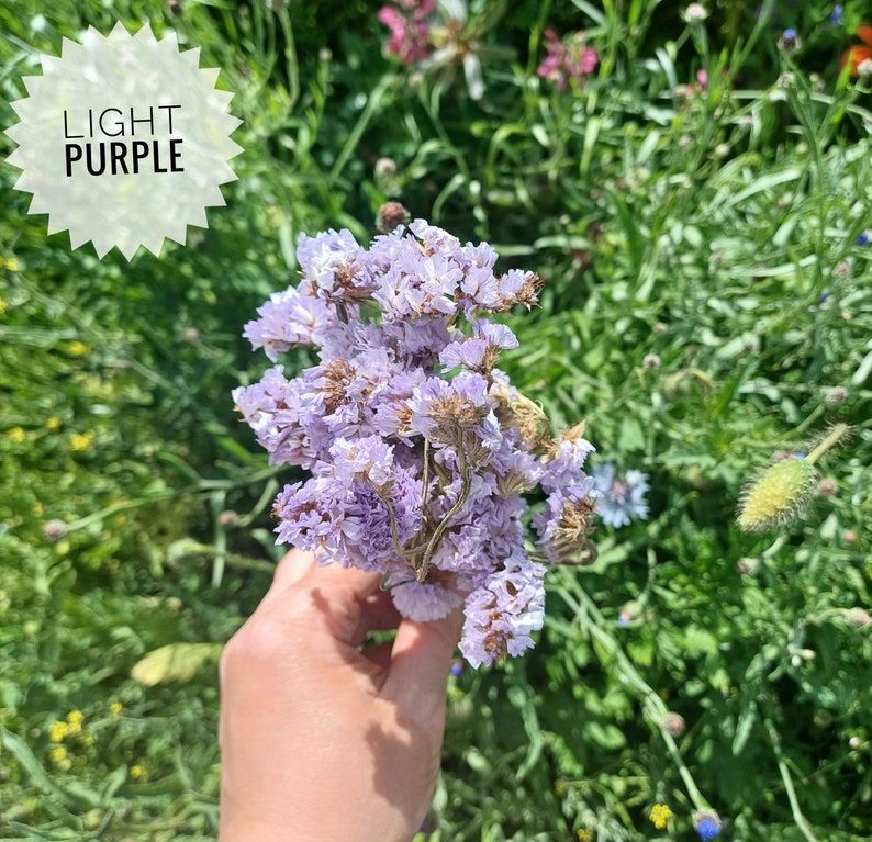 May include: A bouquet of light purple dried flowers with delicate petals and stems. The flowers are held in a hand against a background of green foliage.