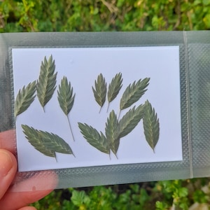 Feuilles pressées, vraies feuilles, fournitures créatives, fleurs séchées