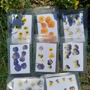 pensées pressées, pensées d'alto, vraies fleurs séchées, fournitures pour la fabrication de résine
