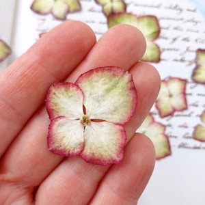 Hortensia pressé, vraies fleurs séchées, fleurs pressées pour l'artisanat, fabrication de cartes, résine de remplissage, fournitures d'artisanat,