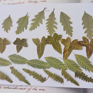 Feuilles pressées, feuilles mélangées, feuilles de chêne, fournitures de bricolage, petites feuilles pour résine, fabrication de bijoux