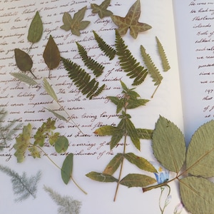 Feuilles pressées, mélange de feuilles, fournitures créatives, vraies feuilles, fabrication de résine