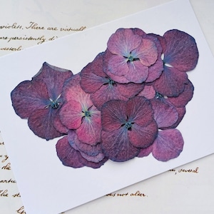 May include: Dried hydrangea flowers in shades of purple and pink, arranged on a white surface. The petals show a gradient of colours, with darker edges and lighter centres. The image includes handwritten text in the background.