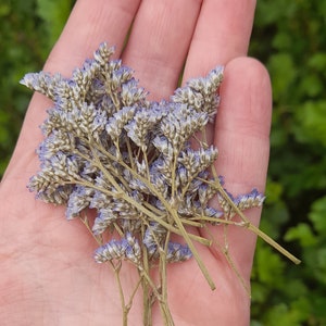 Lavande de mer, limonium pressé, résine de remplissage, fleurs de journal indésirables, travaux manuels de décoration, fournitures d'artisanat