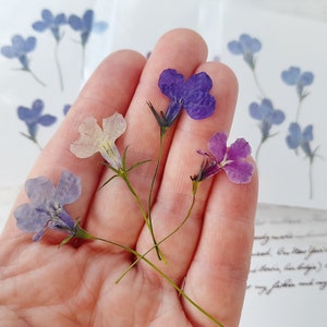 Fleurs pressées, vraie lobélie, fleurs séchées pour la résine, fleurs sur tige, fabrication de bijoux, fournitures pour journaux, travaux manuels botaniques