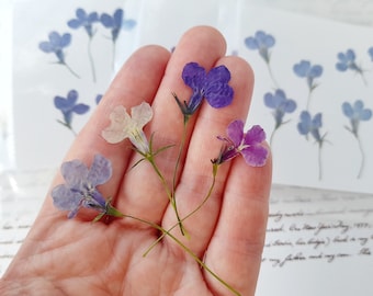 May include: A hand holding five pressed flowers. The flowers are different shades of purple, blue, and white. The flowers are delicate and have a natural, dried look.