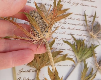 May include: Dried thistle flowers with brown, green, and beige tones. The flowers are arranged on a white surface with handwritten text in the background.