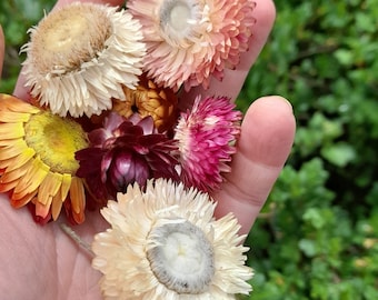 May include: A hand holding a variety of dried flowers. The flowers are in shades of pink, orange, yellow, and white. The flowers are all in bloom and have a delicate, papery texture.