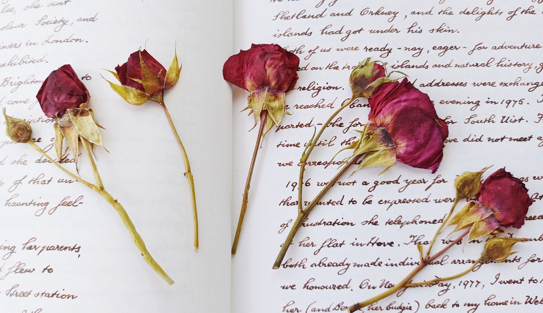5 Pressed Roses, Dried Flowers, Resin Making, Craft Supplies, - Etsy