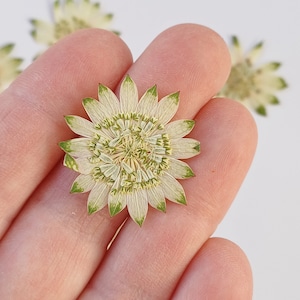 Astrantia milliard d'étoiles, fleurs pressées, fleurs séchées naturelles, fabrication de résine, fournitures d'artisanat