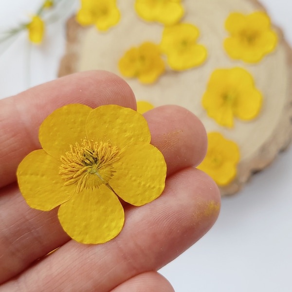 Real buttercup, Dried flowers , pressed flowers, card making,  Resin filler, craft supplies,