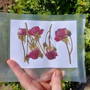 5 Pressed Roses, Dried Flowers, Resin Making, Craft Supplies, - Etsy