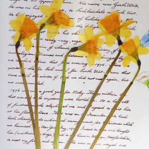 Petites jonquilles pressées, fleurs séchées, fabrication de résine, fournitures créatives, art botanique