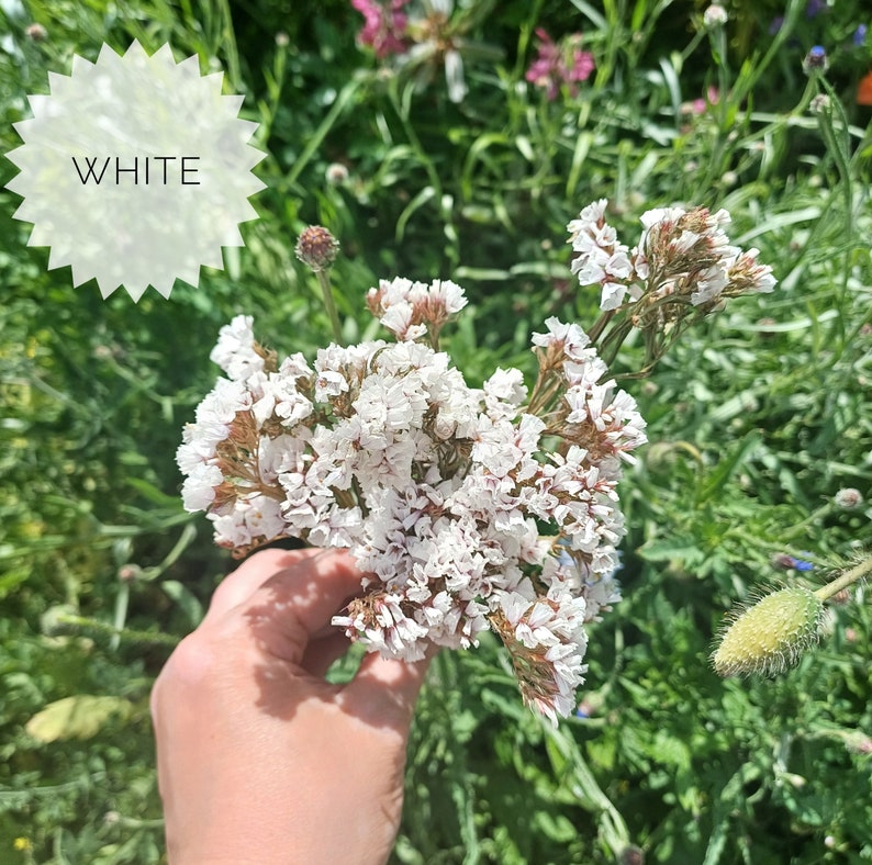 May include: A bouquet of small white flowers with a light pink hue, held in a hand against a green background.