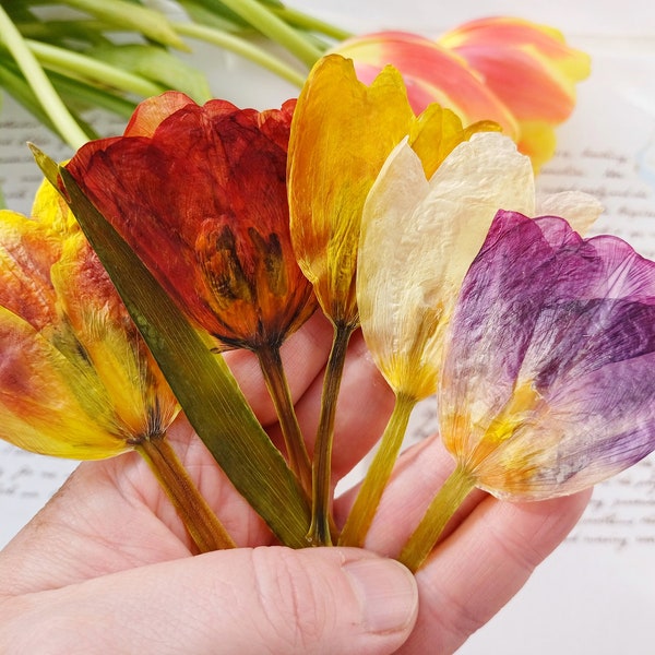 Pressed flowers, real tulips, dried flowers for resin,  flowers on stalk, cardmaking, craft supplies,