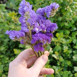 Limonium sinuatum,  dried flowers , real flowers , purple flowers for craft, Resin Making, small bouquet