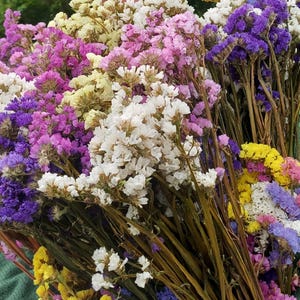 Limonium sinuatum, fleurs séchées, vraies fleurs, fleurs violettes pour l'artisanat, fabrication de résine, petit bouquet