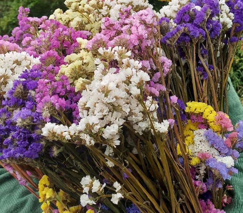May include: A bouquet of dried flowers in shades of purple, white, and yellow. The flowers are arranged in a loose, natural style, and the stems are long and slender.