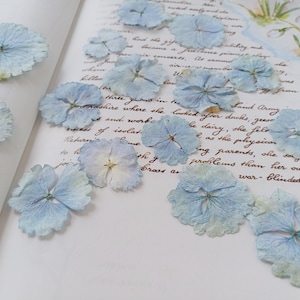 Hortensia pressé, fleurs pressées pour travaux manuels, fleurs de journal indésirables, fabrication de cartes, matériau de remplissage en résine, fournitures de journal indésirable